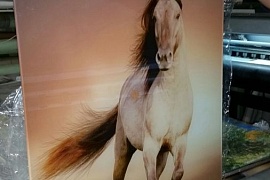 Печать постера Лошадь